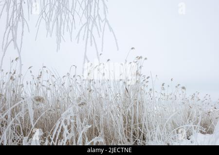 Lunga canna ricoperta di un piccolo strato di neve con cielo blu sullo sfondo durante il giorno in inverno. Inverno sorprendente pieno di bianco e neve. Copia Foto Stock