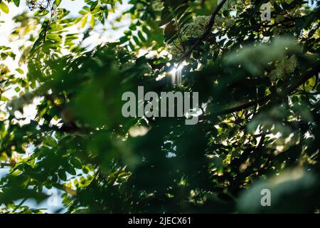 Primo piano di verde montagna rowan-frassino Sorbus aucuparia foglie che crescono su rami di albero deciduo illuminato dal sole. Natura. Foto Stock