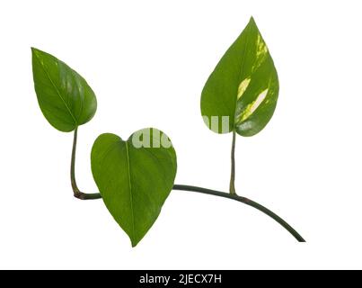 Ramo di Pothos con foglie isolate su sfondo bianco Foto Stock