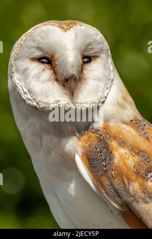 Il Barn Owl (Tito alba) è la specie di gufo più diffusa al mondo. Le civette del fienile sono uccelli di preda con la vista e l'udito eccezionali Foto Stock