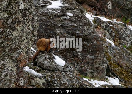 Marmot dalle decorazioni gialle su un affioramento roccioso nel parco nazionale di Yellowstone Foto Stock