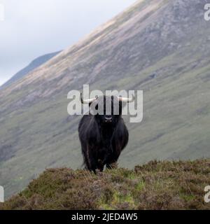 La mucca di longhorn Highland dai capelli neri, chiamata anche Highland coo, razza scozzese nativa, fotografata vagando sulle colline sull'isola di Skye Scozia Regno Unito Foto Stock