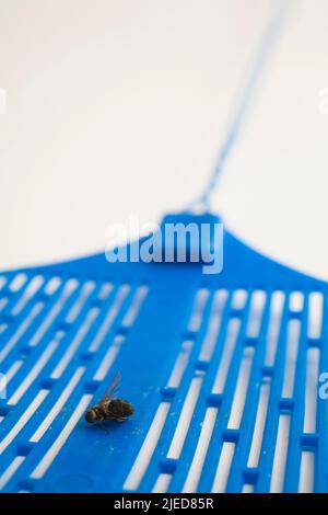 Primo piano dei morti Musca domestica - Housefly comune su una mosca blu swatter contro uno sfondo bianco. Foto Stock