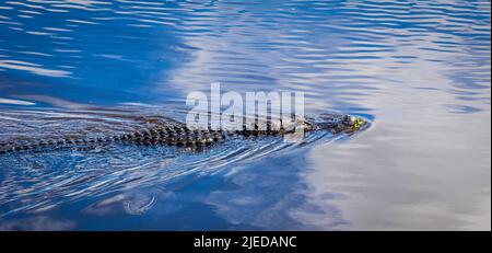 Gli alligatori americani nuotano in acqua nel Myakka River state Park a Sarasota, Florida USA Foto Stock