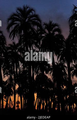 Sfondo naturale: Butia yatay palme silhouette contro un cielo drammatico al crepuscolo, paesaggio tropicale in Entre Rios, Argentina, un bel turista Foto Stock