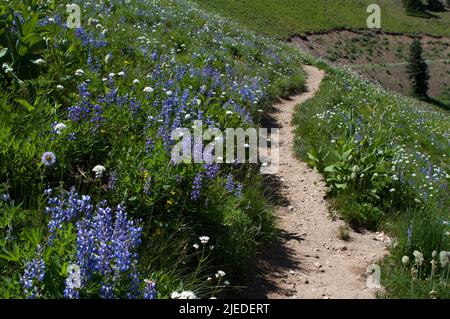 Un sentiero di montagna attraverso campi di lupino a foglia larga e altri fiori selvatici estivi nel Pacifico nord-occidentale vicino al monte Rainier, Washington, USA. Foto Stock
