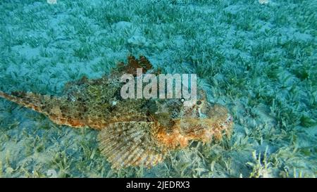 Mar Rosso, Egitto. 26th giugno 2022. Il pesce Scorpione si trova sulla barriera corallina. Scorpionfish bearded (Scorpaenopsis barbata).Mar Rosso, Egitto (Credit Image: © Andrey Nekrasov/ZUMA Press Wire) Foto Stock