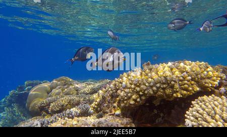 Mar Rosso, Egitto. 26th giugno 2022. Scuola di Surgeonfish nuotare sopra la cima della barriera corallina in raggi di sole. Red Sea Clown Surgeon (Acanthurus sohal).Red Sea, Egitto (Credit Image: © Andrey Nekrasov/ZUMA Press Wire) Foto Stock