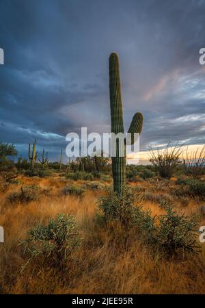 Saguaro cactus in erba secca nel deserto dell'Arizona. Foto Stock