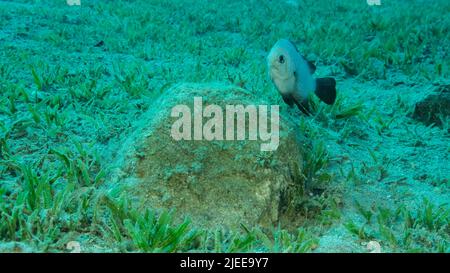 Mar Rosso, Egitto. 26th giugno 2022. Damigella protegge le uova sulla pietra. Periodo di riproduzione. Damigella domino (Dascyllus trimaculatus). Stagione di accoppiamento del pesce del damsel. Mar Rosso, Egitto (Credit Image: © Andrey Nekrasov/ZUMA Press Wire) Foto Stock