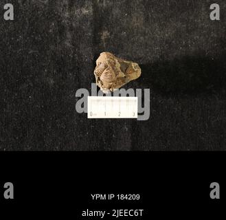 Diacalymene drummuckensis (Reed). Foto Stock