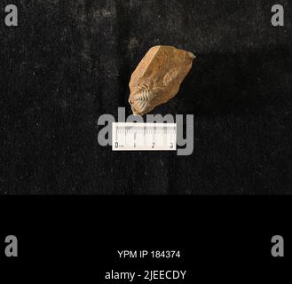 Diacalymene drummuckensis (Reed). Foto Stock