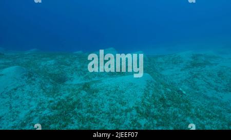 Mar Rosso, Egitto. 26th giugno 2022. Fondale sabbioso coperto di verde. Paesaggio subacqueo con la Sagrass Halophila. Mar Rosso, Egitto (Credit Image: © Andrey Nekrasov/ZUMA Press Wire) Foto Stock