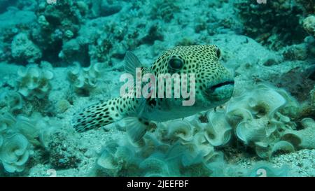 Mar Rosso, Egitto. 26th giugno 2022. Il primo piano di pesci Pufferfish nuota vicino alla barriera corallina. Blackspotted Puffer (Arothron stellatus), Mar Rosso, Egitto (Credit Image: © Andrey Nekrasov/ZUMA Press Wire) Foto Stock