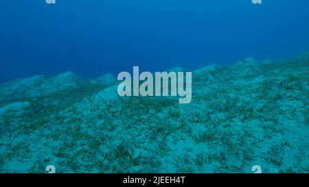 Mar Rosso, Egitto. 26th giugno 2022. Fondale sabbioso coperto di verde. Paesaggio subacqueo con la Sagrass Halophila. Mar Rosso, Egitto (Credit Image: © Andrey Nekrasov/ZUMA Press Wire) Foto Stock