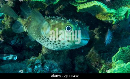 Mar Rosso, Egitto. 26th giugno 2022. Porcupinefish si nasconde sotto il corallo della lattuga. Ajargo, Porcupinefish gigante o Porcupine macchiata (Diodon hystrix) e corallo di lattuga o corallo di rotolo giallo (Turbinaria reniformis). Mar Rosso, Egitto (Credit Image: © Andrey Nekrasov/ZUMA Press Wire) Foto Stock