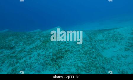 Mar Rosso, Egitto. 26th giugno 2022. Fondale sabbioso coperto di verde. Paesaggio subacqueo con la Sagrass Halophila. Mar Rosso, Egitto (Credit Image: © Andrey Nekrasov/ZUMA Press Wire) Foto Stock