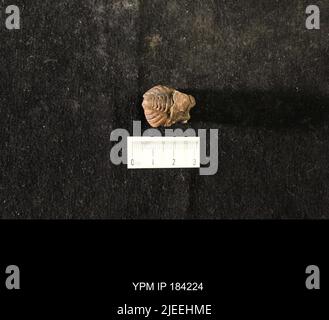 Diacalymene drummuckensis (Reed). Foto Stock