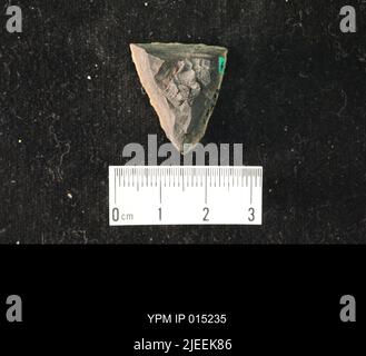 Scytinoptera mexicana Carpenter & Miller. IPC.01268: Messico. Stato di Coahuila. Letti 5, 6 o 7 di Difunta sec., cenere concreta, raccolta fatta lungo sciopero da Cerro Wencelao a sud a 300 ms W di El Indio a nord, NW di Las Delicias. [4574/20]. Coll: Re, R. E. Late Permian.; Foto Stock