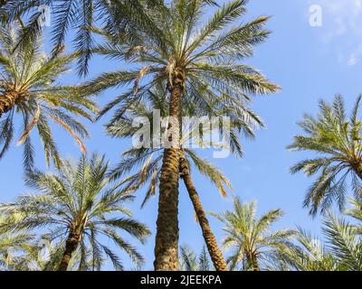 Vista di Date Palm Trees Foto Stock