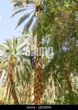 Albero arrampicatore Ascendente alla parte superiore della data Palma Parrrrrin oasi del deserto, Tunisia Foto Stock