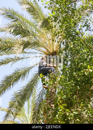 L'arrampicatore degli alberi ha raggiunto la cima di una palma di data nell'Oasi del deserto, Tunisia Foto Stock