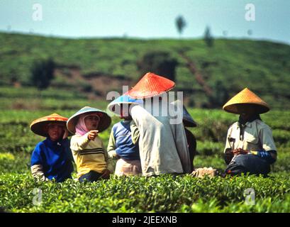 Un gruppo di raccoglitori di tè presso la piantagione di tè SEDEP a Cibutarua, Neglawangi, Kertasari, Bandung, West Java, Indonesia. Foto Stock