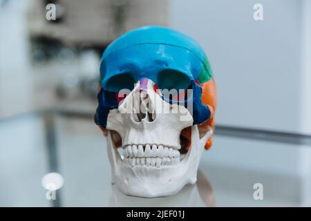Un manichino del cranio umano si trova su un tavolo.il modello del cranio per la chirurgia maxillofacciale e odontoiatria. Spazio di copia. Primo piano. Foto Stock