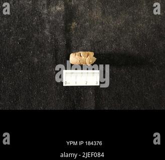 Diacalymene drummuckensis (Reed). Foto Stock