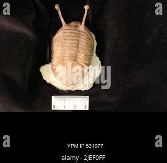 Asaphus (Neoasaphus) kowalewskii (Lawrow, 1856). Foto Stock