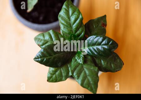 Una pianta verde di albero di caffè giovane in una pentola si trova su un tavolo di legno. Disposizione piatta. Foto Stock