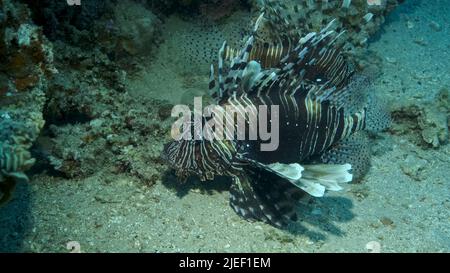 Mar Rosso, Egitto. 26th giugno 2022. Comune Lionfish o Red LionfishÂ (Pterois volitans) nuotare vicino alla barriera corallina. Mar Rosso, Egitto (Credit Image: © Andrey Nekrasov/ZUMA Press Wire) Foto Stock