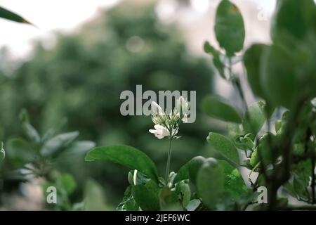 Fiore di gelsomino simbolo del giorno della madre in Thailandia. Spazio per il testo Foto Stock