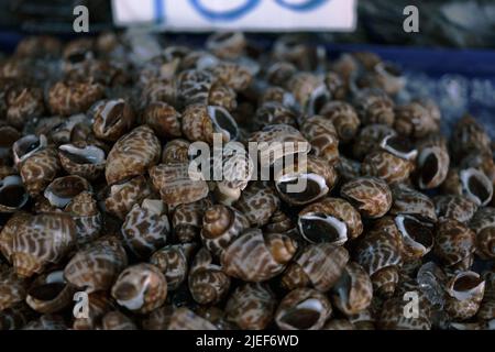 Lumaca dolce fresca cruda. Babylonia fresca areolata in background di mercato Foto Stock