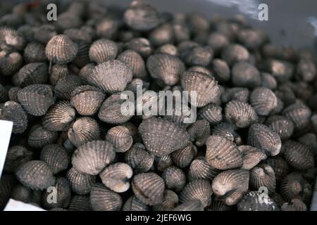 Scarafaggi o cuoio capelluto crostacei freschi crudi, conchiglie di scarafaggio in vendita sul mercato Foto Stock