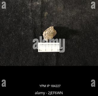 Diacalymene drummuckensis (Reed). Foto Stock