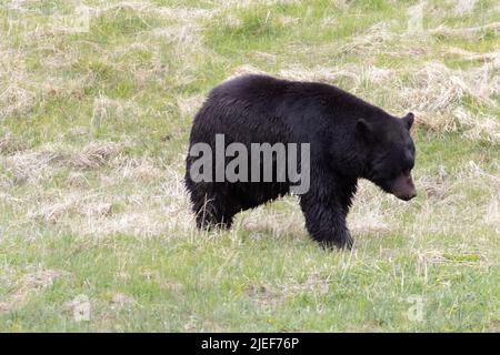 Un orso nero del cinghiale adulto, Ursus americanus, si pone in prato erboso vicino a Tower Falls in Yellowstone NP, WY, USA. Foto Stock