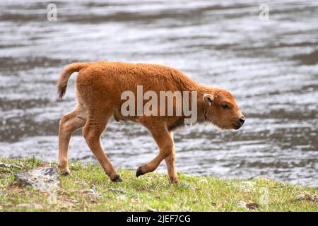 Polpaccio di bisonte, bisonte, camminando lungo il fiume Madison a Yellowstone NP, WY, USA. Foto Stock