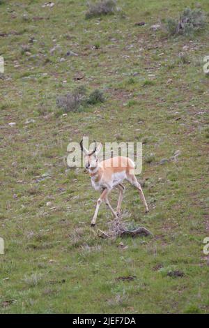 Il buck di pronghorn, l'Antipocapra americana, attraversa un pendio erboso nella Valle Lamar di Yellowstone NP, WY, USA. Foto Stock