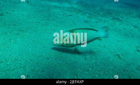 Mar Rosso, Egitto. 26th giugno 2022. Cigar Wrasse nuotare sopra il fondo sabbioso su sfondo blu acqua. Cigar Wrasse (Cheilio inermis), primo piano. Mar Rosso, Egitto (Credit Image: © Andrey Nekrasov/ZUMA Press Wire) Foto Stock