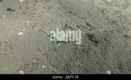 Mar Rosso, Egitto. 26th giugno 2022. Seamoth si muove sul fondo sabbioso in acque poco profonde a raggi di sole. Pegasus, Dragonfish piccolo o Seamoth comune (Eurypegasus draconis). Mar Rosso, Egitto (Credit Image: © Andrey Nekrasov/ZUMA Press Wire) Foto Stock