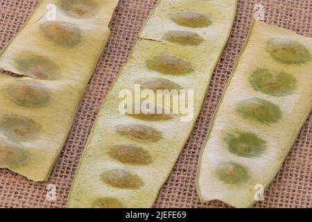 Primo piano di cialde di semi di un Lebbeck Albizia su un tessuto rustico sfondo. Foto Stock