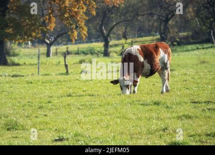 mucca bianco-marrone pascolo su pascolo Foto Stock