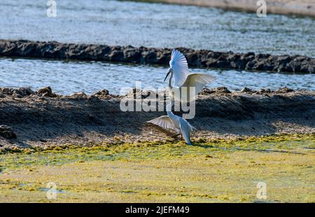 Grande Egret bianco volare e combattere, Un bellissimo illuminante scatto di vite vissuta in gran parte sull'ala e l'acqua!! Foto Stock