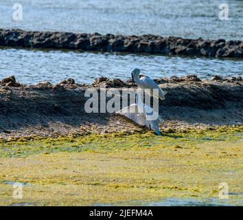 Grande Egret bianco volare e combattere, Un bellissimo illuminante scatto di vite vissuta in gran parte sull'ala e l'acqua!! Foto Stock