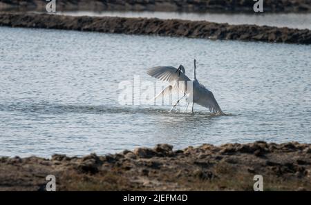 Grande Egret bianco volare e combattere, Un bellissimo illuminante scatto di vite vissuta in gran parte sull'ala e l'acqua!! Foto Stock