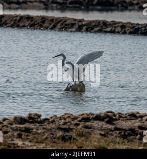 Grande Egret bianco volare e combattere, Un bellissimo illuminante scatto di vite vissuta in gran parte sull'ala e l'acqua!! Foto Stock