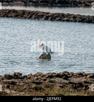 Grande Egret bianco volare e combattere, Un bellissimo illuminante scatto di vite vissuta in gran parte sull'ala e l'acqua!! Foto Stock