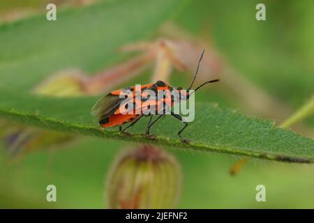 Colorato fuoco selettivo primo piano su un bug brillante rosso cannella pianta, Corizus hyoscyam seduto su un verde sfondo morbido nel giardino Foto Stock