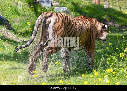 La tigre amour si è immersa nell'erba, raffreddando o giocando - pericoloso gatto selvatico Foto Stock